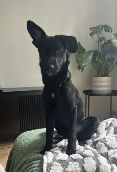 Kalle sucht sein Zuhause