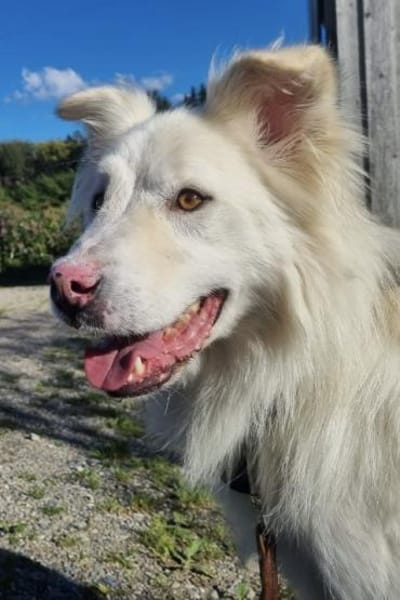 Knut sucht seinen Deckel/ in 82284