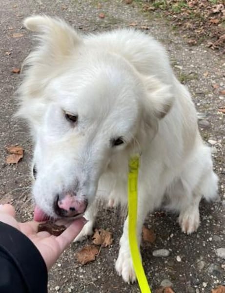 Knut sucht seinen Deckel/ in 82284