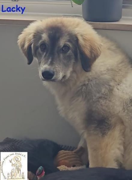 Lacky   der Kuschelbär