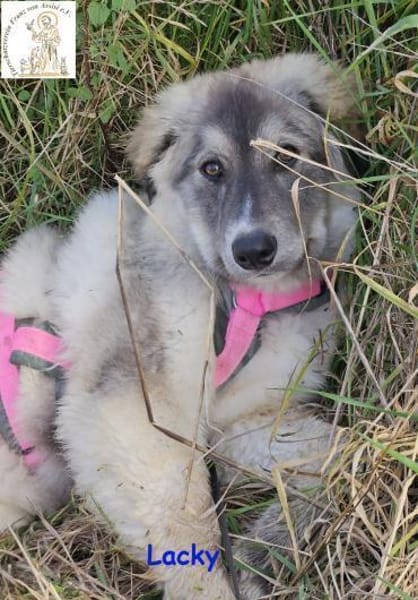 Lacky   der Kuschelbär