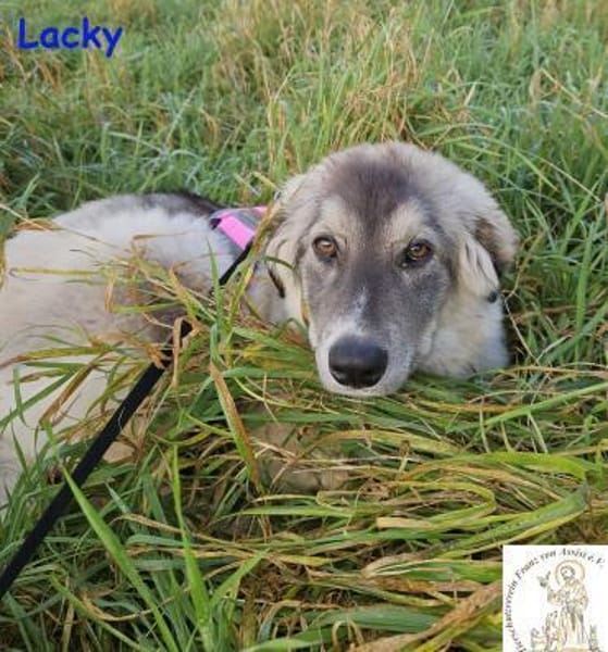 Lacky   der Kuschelbär