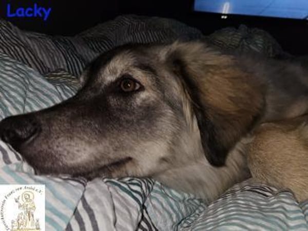 Lacky   der Kuschelbär