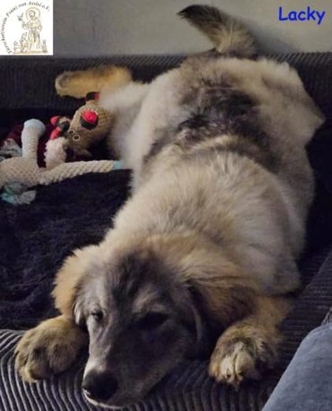 Lacky   der Kuschelbär