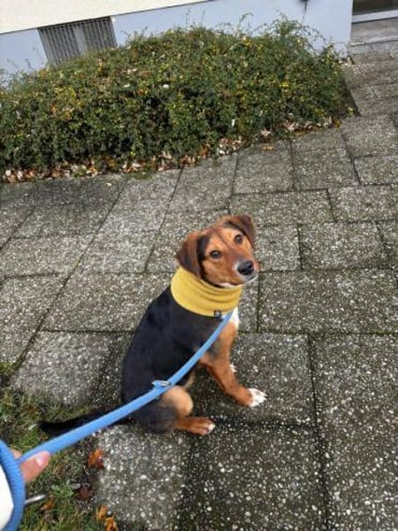 Aron  Manchmal braucht Glück einen Name