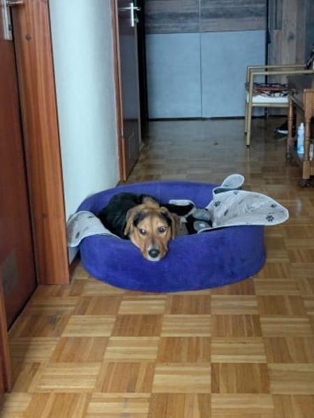 Aron  Manchmal braucht Glück einen Name