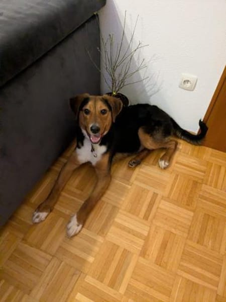 Aron  Manchmal braucht Glück einen Name