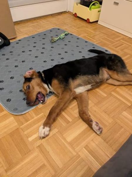 Aron  Manchmal braucht Glück einen Name