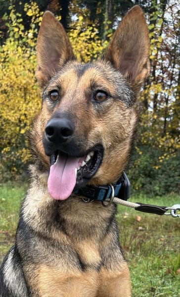 Thor sucht ein Zuhause!