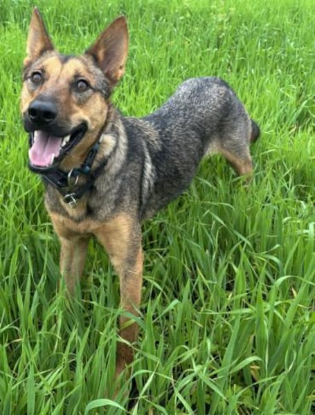 Thor sucht ein Zuhause!