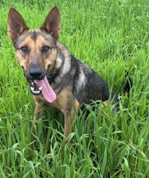 Thor sucht ein Zuhause!