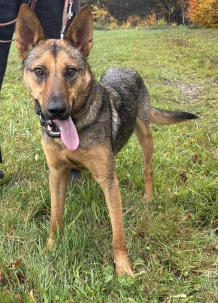 Thor sucht ein Zuhause!