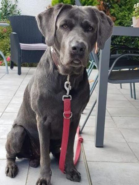 Bandit - Hundekenner aufgepasst!