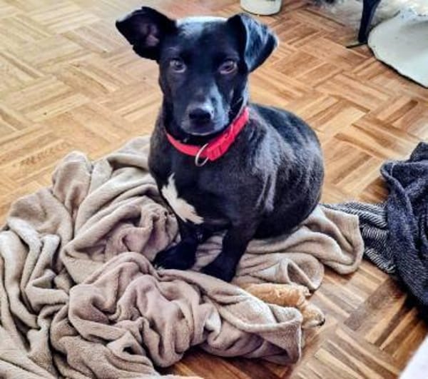 Katzenversteher Tmmi sucht Zuhause