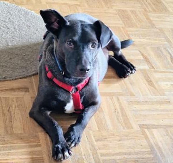 Katzenversteher Tmmi sucht Zuhause