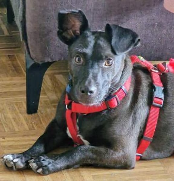 Katzenversteher Tmmi sucht Zuhause