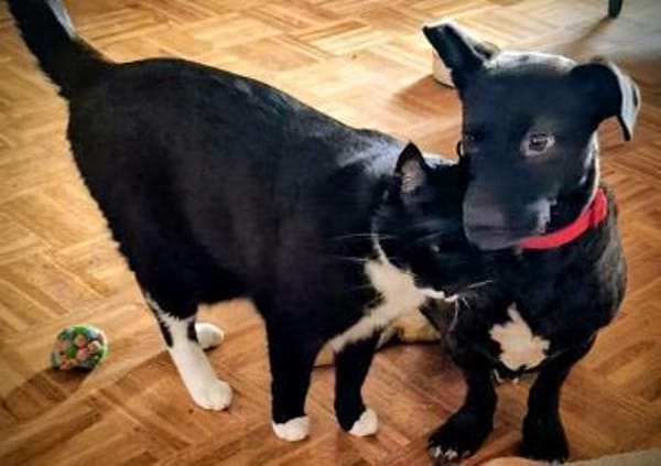 Katzenversteher Tmmi sucht Zuhause