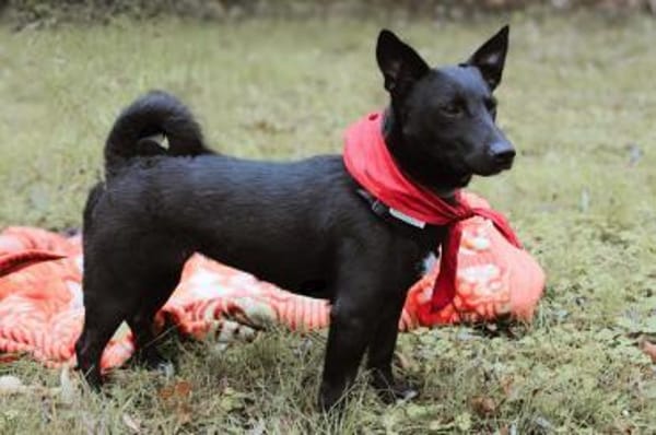 Schnuckel THEOwartet in 18249 Bernitt