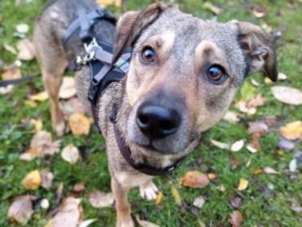 Chivas sucht sein Zuhause