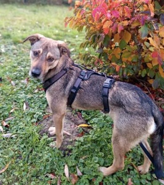 Chivas sucht sein Zuhause