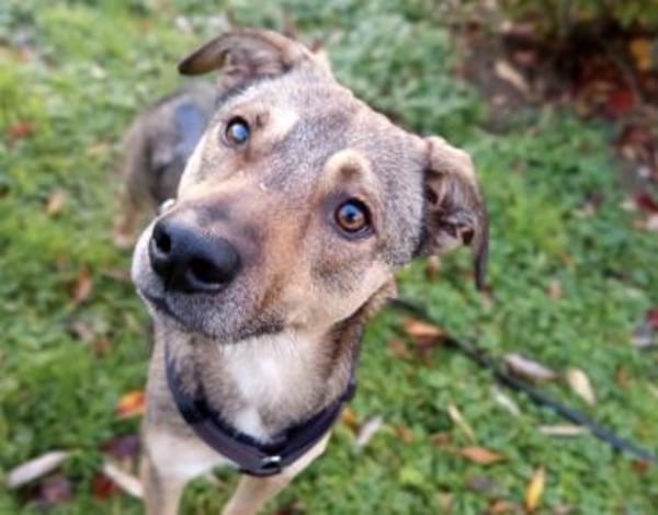 Chivas sucht sein Zuhause