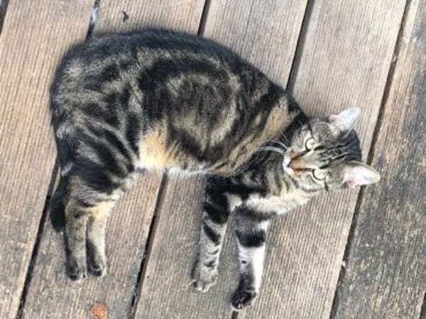 Mofli-Mäderl❤ sucht ihre Familie