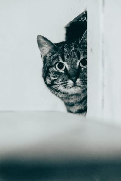 Mofli-Mäderl❤ sucht ihre Familie