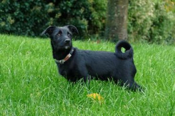 Oskar sucht sein Zuhause