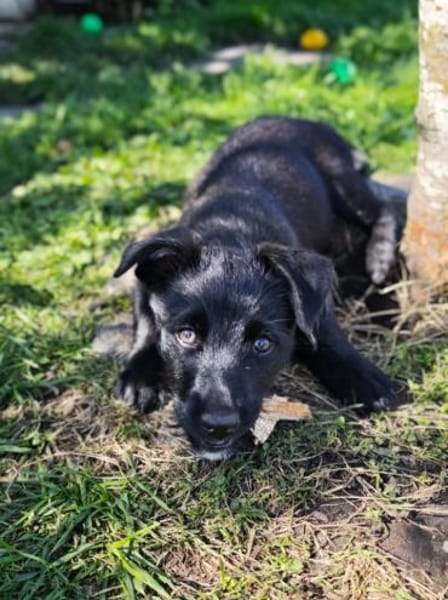 Oskar sucht sein Zuhause