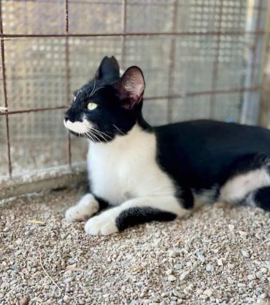 Klelia, verspieltes Katzenmädchen, 1J