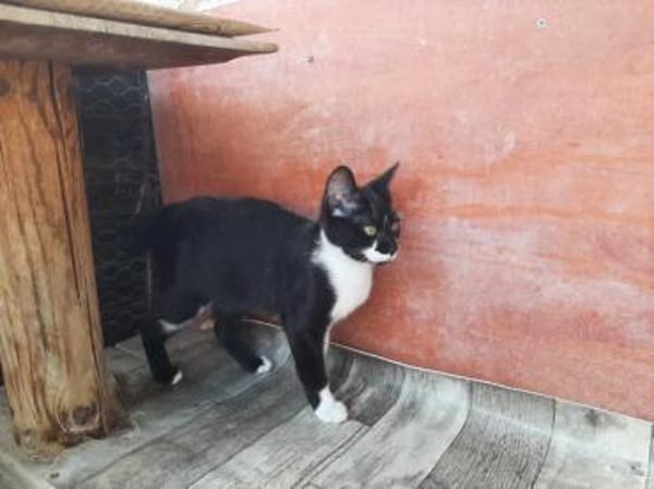 Klelia, verspieltes Katzenmädchen, 1J