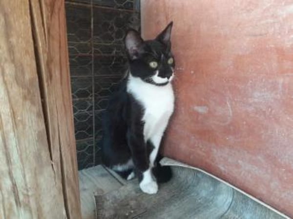 Klelia, verspieltes Katzenmädchen, 1J