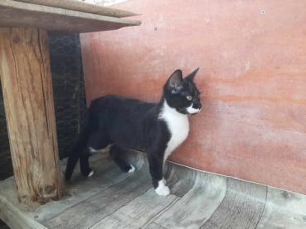 Klelia, verspieltes Katzenmädchen, 1J