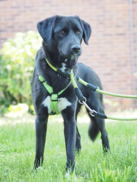 Pauline, liebevolle Junghündin,1J 34393