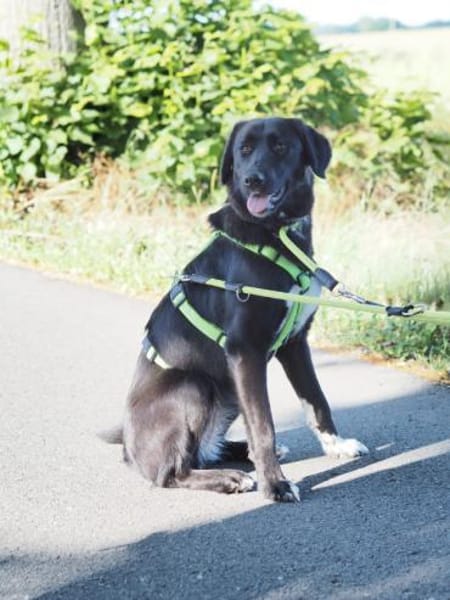 Pauline, liebevolle Junghündin,1J 34393