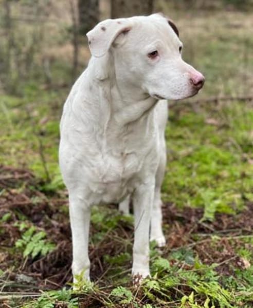 Pina sucht ihr Zuhause für Immer