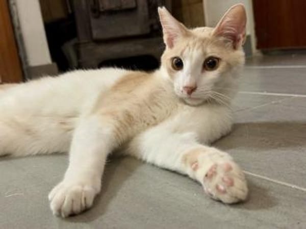 Eggi,liebevollerWirbelwind, 1J in 83064