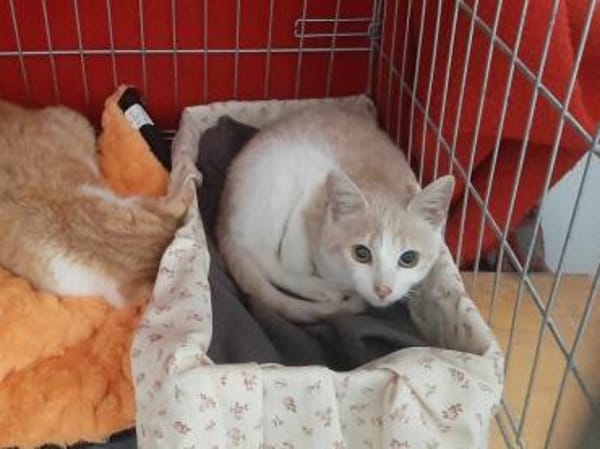 Eggi,liebevollerWirbelwind, 1J in 83064