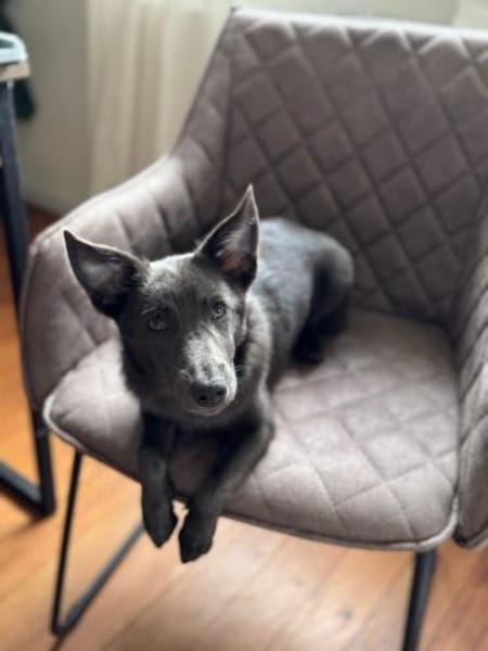 Tina, aktive Welpendame, ca. 6 M 72760