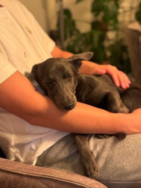 Tina, aktive Welpendame, ca. 6 M 72760