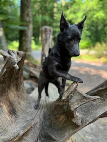 Tina, aktive Welpendame, ca. 6 M 72760