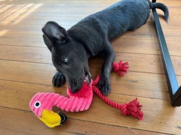 Tina, aktive Welpendame, ca. 6 M 72760