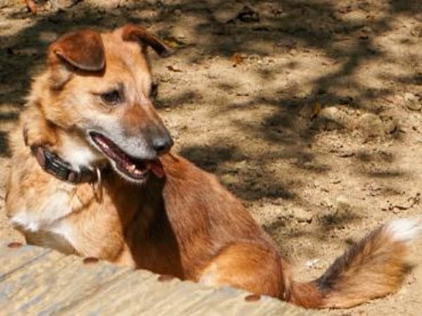 AMON wartet auf sein eigenes Körbchen