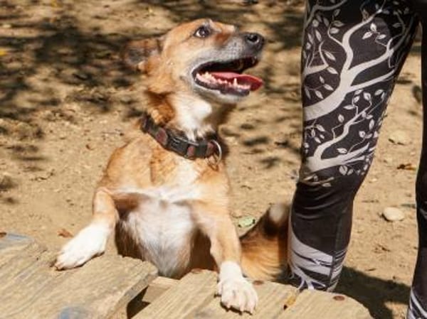 AMON wartet auf sein eigenes Körbchen