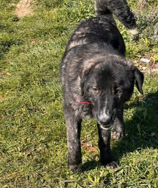 TIGER - aufgewecktes, fröhliches Mädchen