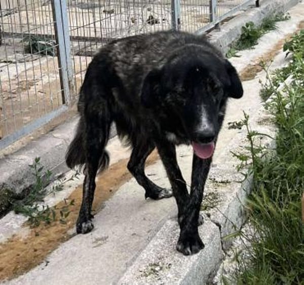 TIGER - aufgewecktes, fröhliches Mädchen