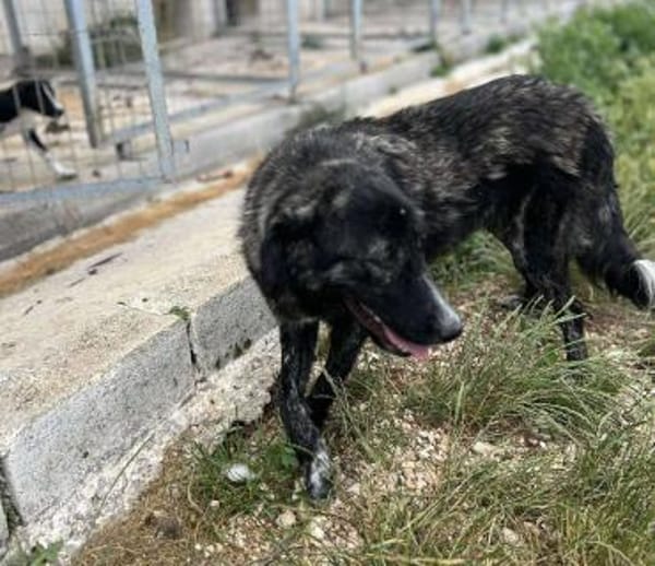 TIGER - aufgewecktes, fröhliches Mädchen