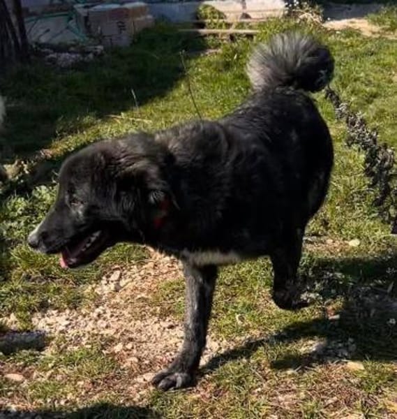 TIGER - aufgewecktes, fröhliches Mädchen