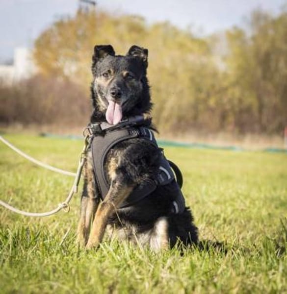 Dante, liebenswerter Rüde, 6J 83024