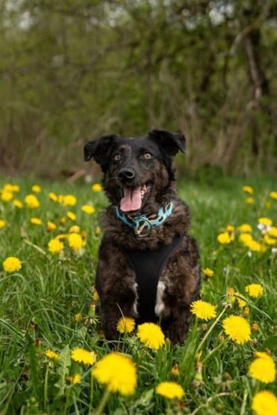 Browny, lernwilliger Rüde, 6J 88299